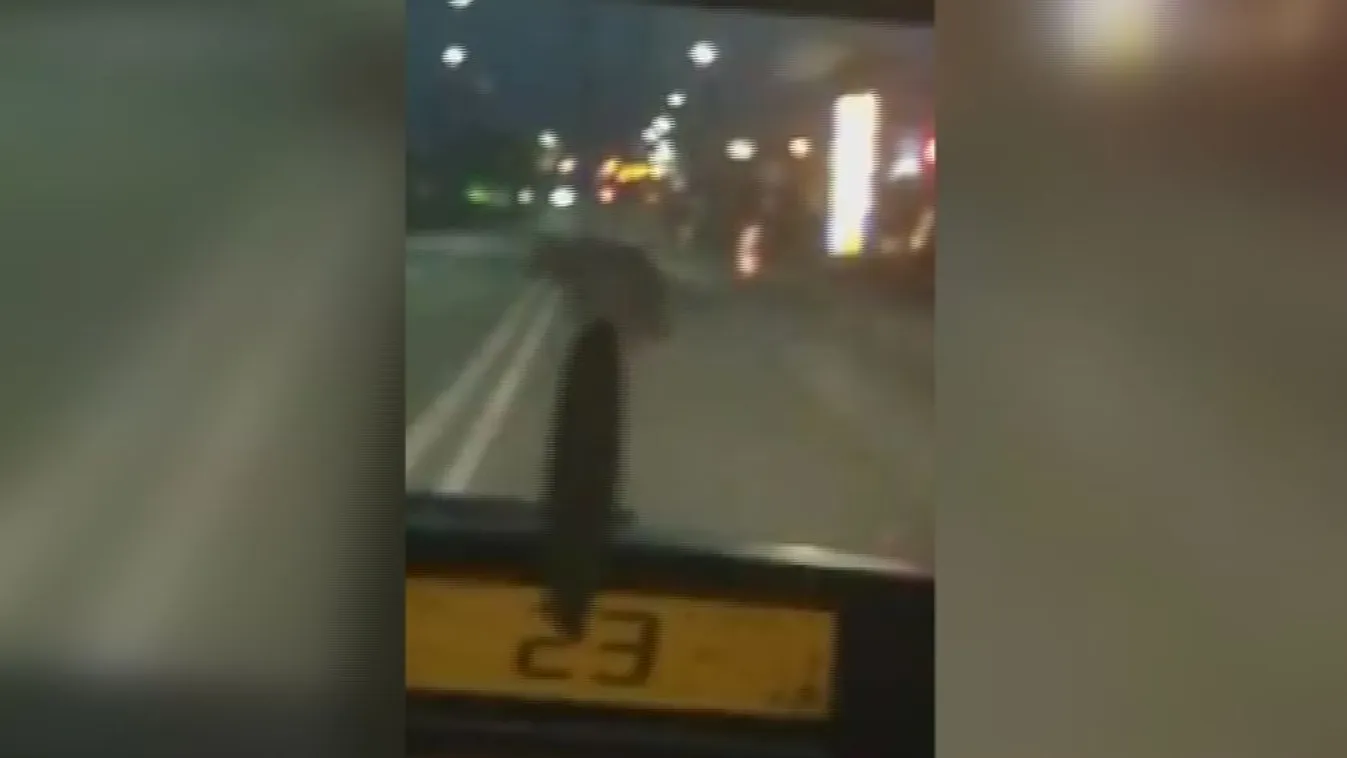 Miskolcon is megjelent egy medve