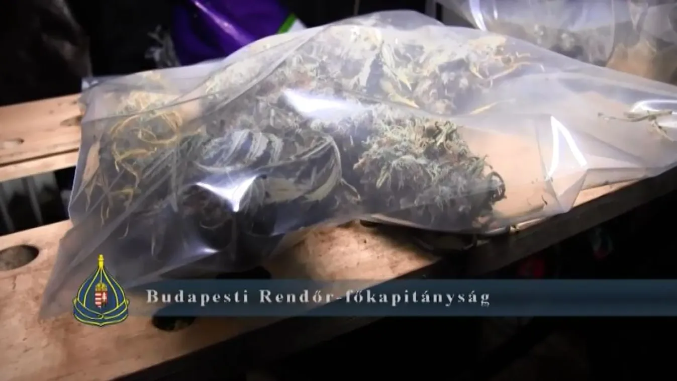 Pincéjében termesztett marihuánát