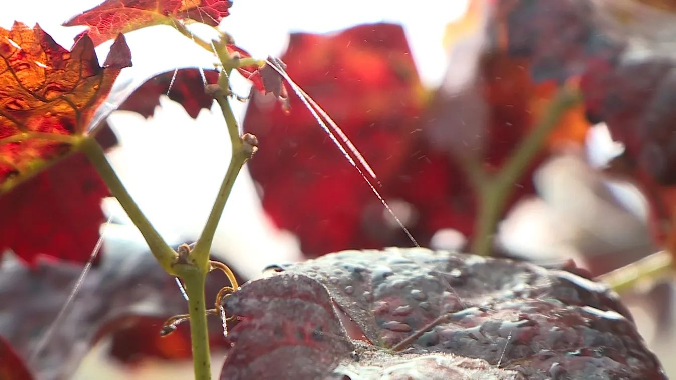 Betegség ütötte fel a fejét a soproni szőlőültetvényekben