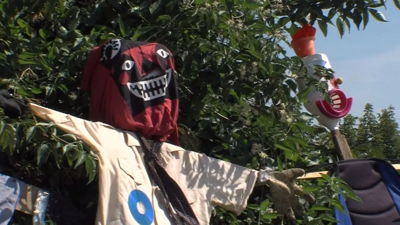 Madárijesztőket állítanak ki Mohácsnál