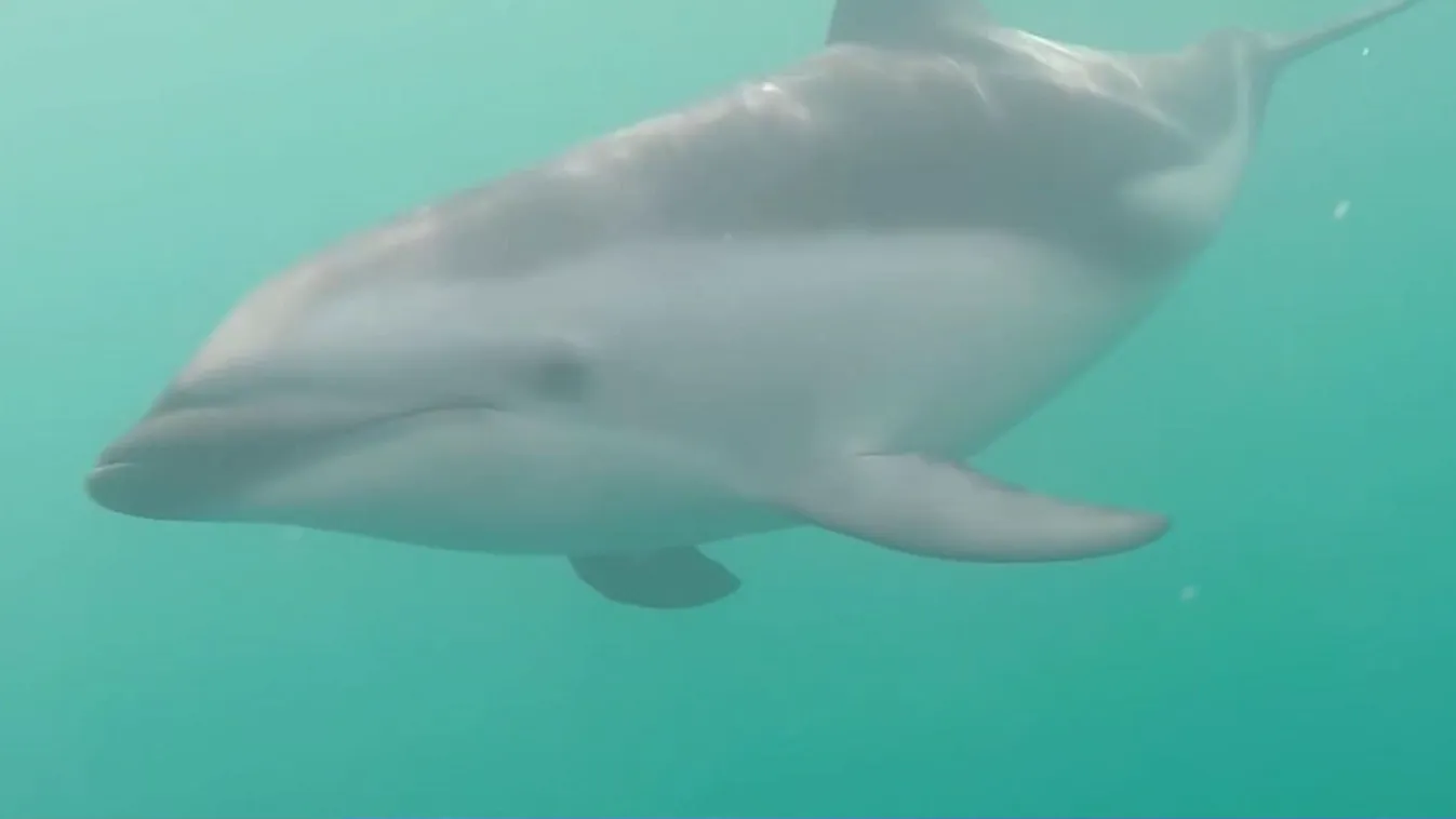 Radar – Madárinfluenza fertőzi a chilei delfineket