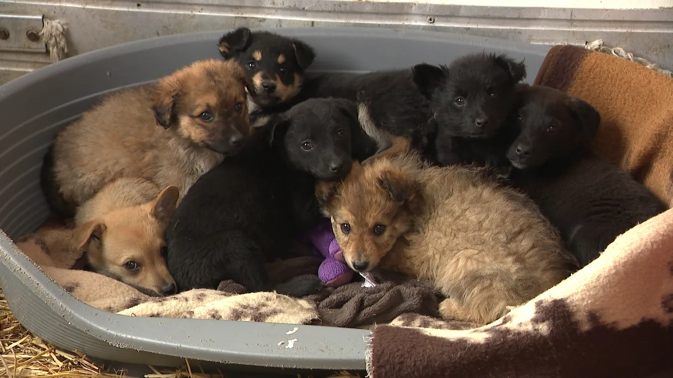 Ivartalanítási program indul a felelős állattartás érdekében