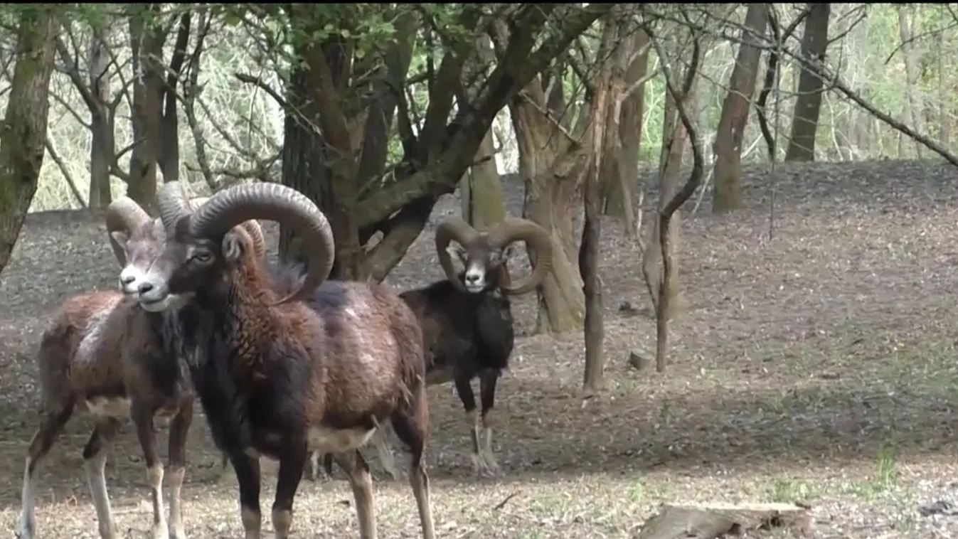 Három hónap után újra fogad látogatókat a Somoskői Vadaspark