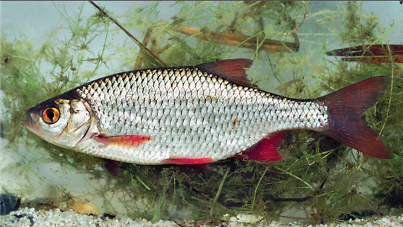 Valaki trükközéssel próbálta előnyhöz juttatni a sebes pisztrángot