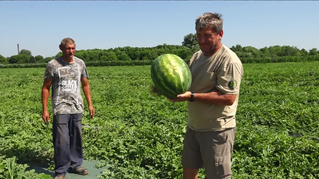 Pár nap és kapható a mézédes magyar dinnye