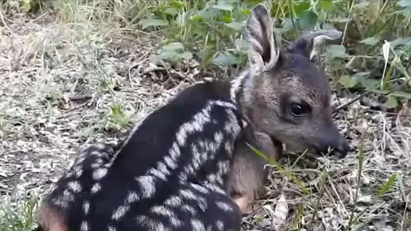 Radar – Állatok az erdő mélyén