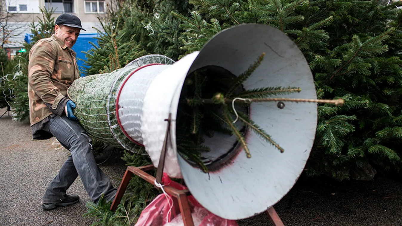 Megérkeztek az első fenyőfák Debrecenbe