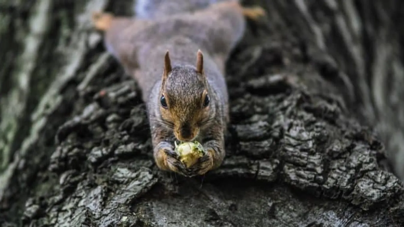 Mókusnépszámlálást tartanak a Central Parkban