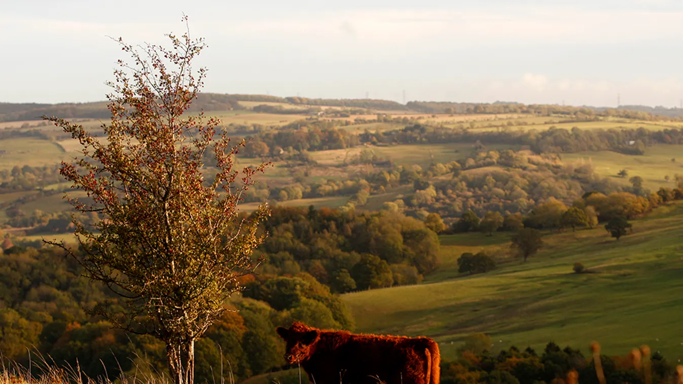 Rendesen túligényelték a népszerű pályázatokat