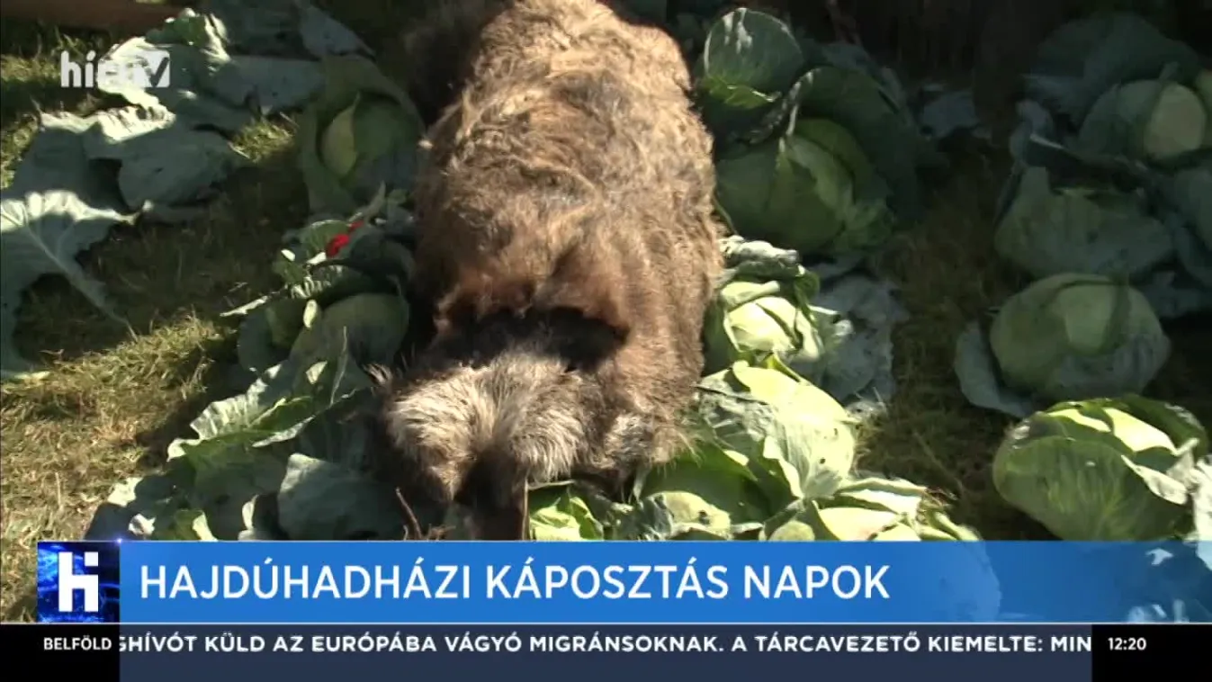 Hajdúhadházi Káposztás napok