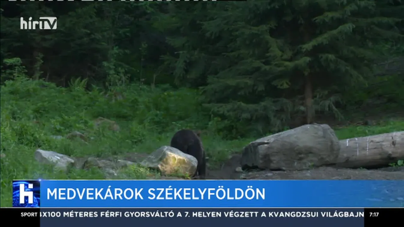 Medvekárok Székelyföldön