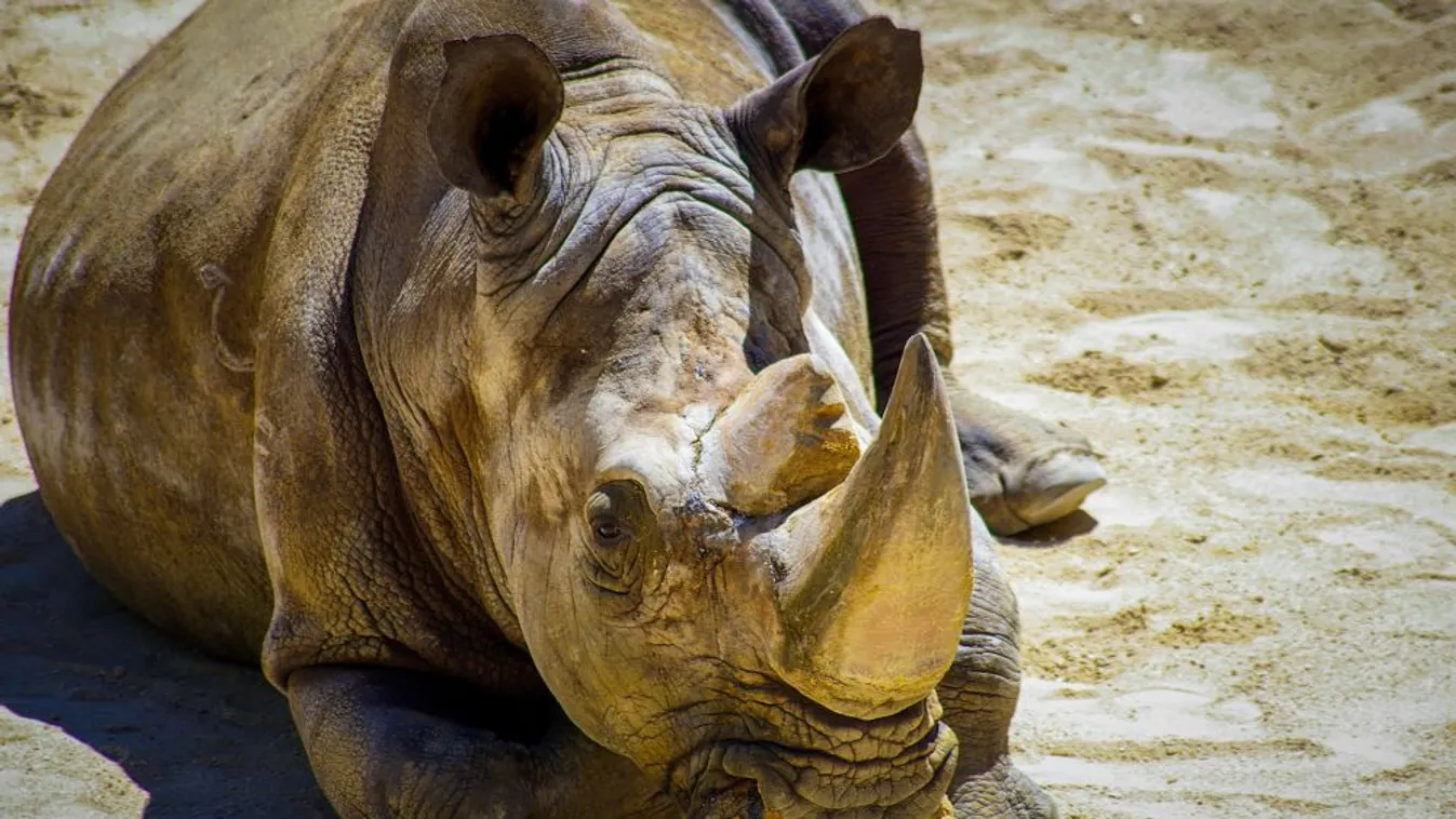 Felgyorsult a szárazföldön élő gerincesek kihalása