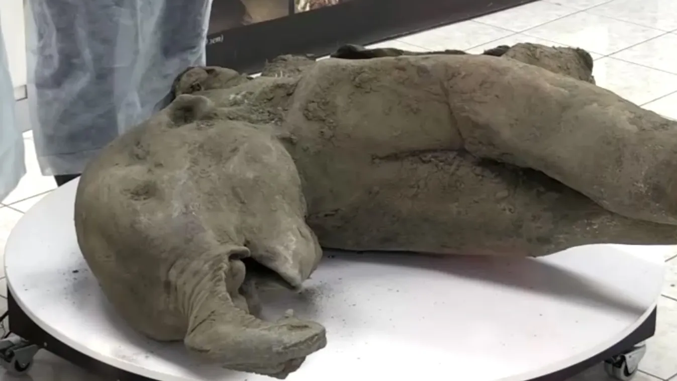 Bemutatták a nyáron megtalált, 50 ezer éves mamutborjútetemet