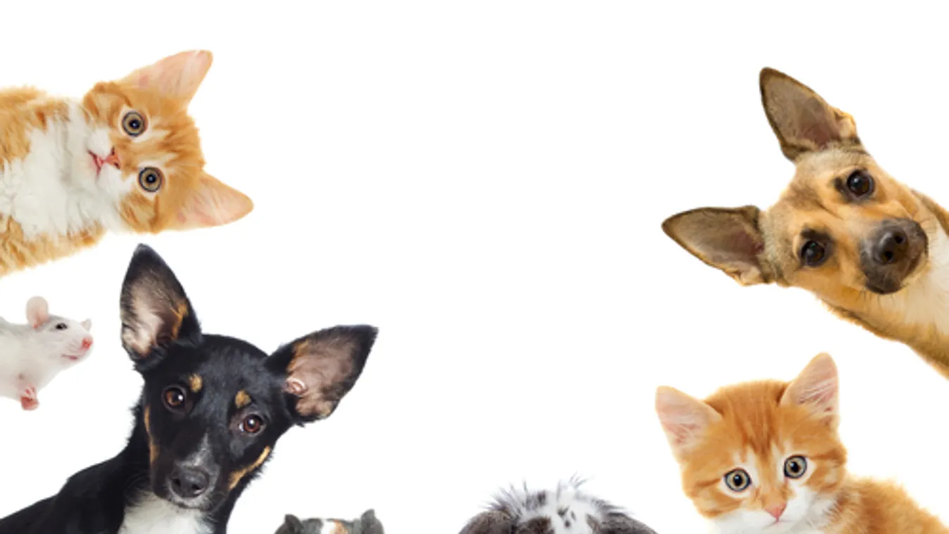 A háziállatok sokat segítenek a bezártság elviselésében egy felmérés szerint