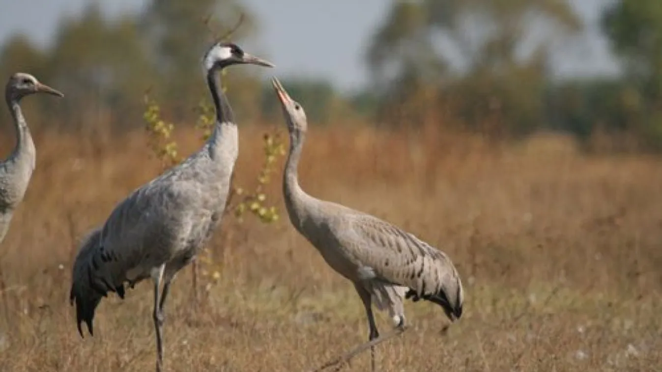 Egymilliárd forintos beruházás kezdődött a Körös-Maros Nemzeti Parkban
