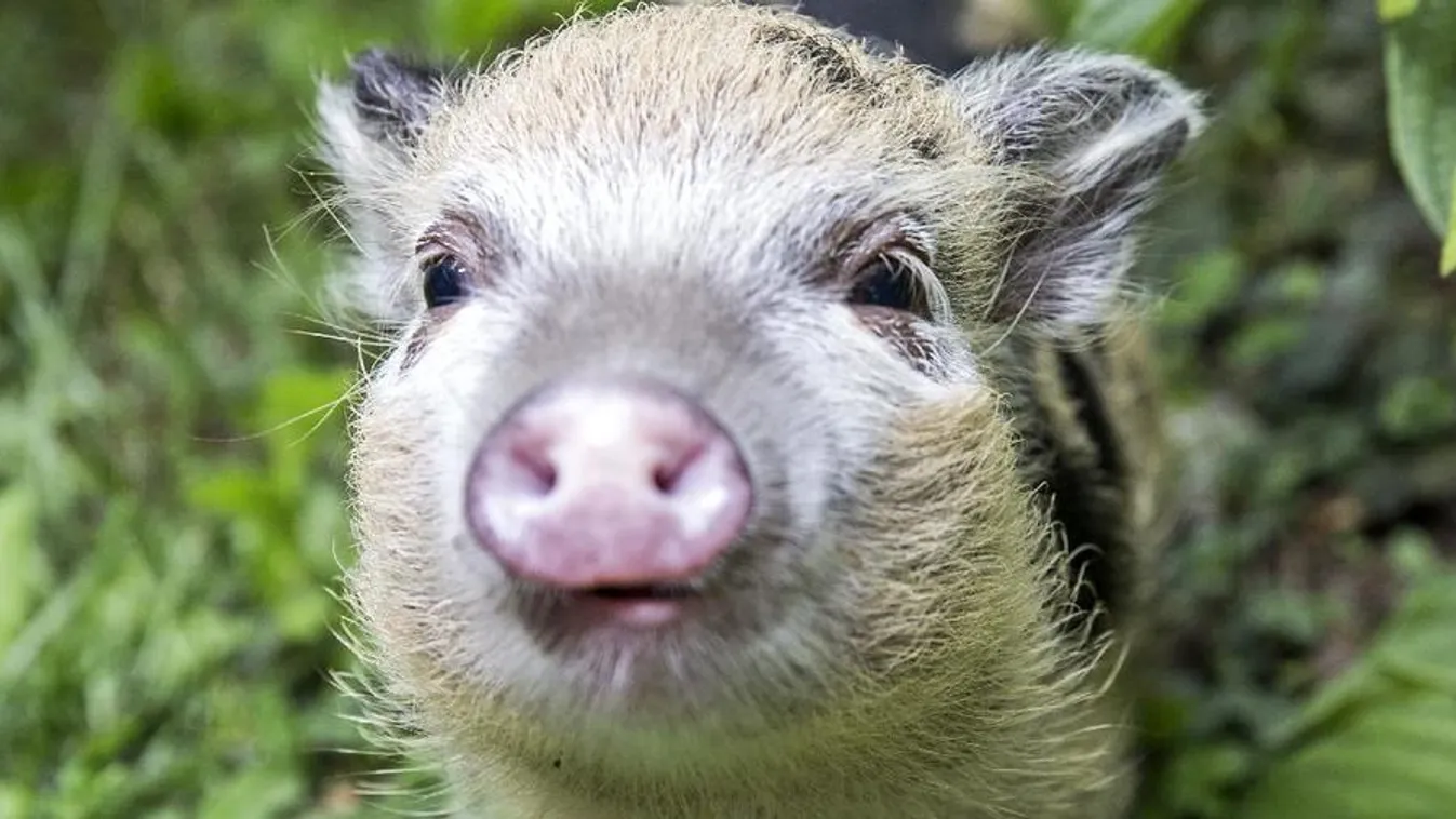 A törpemalac olyan cuki, hogy meg sem akarjuk enni