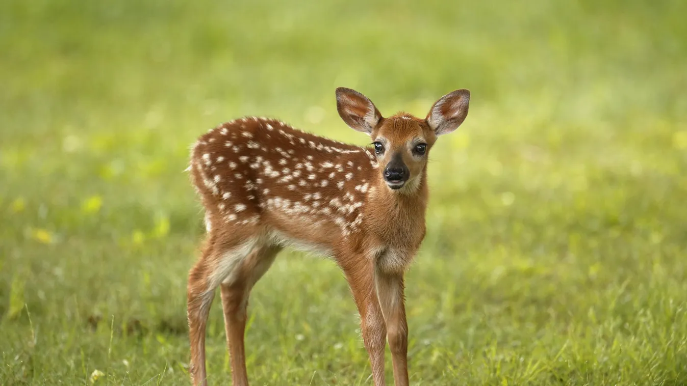 Őzike tévedt be egy lakótelepre + videó