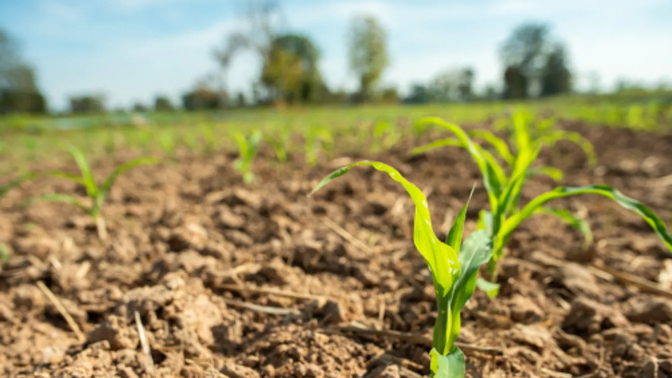 NAK: A vadkárok megelőzéséhez a gazdák és a vadászok szoros együttműködése szükséges