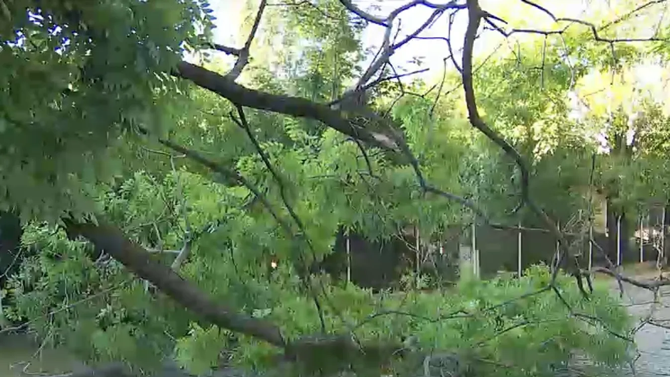 A Tisza Párt szavazói is elégedettek a viharkárok elhárításával + videó