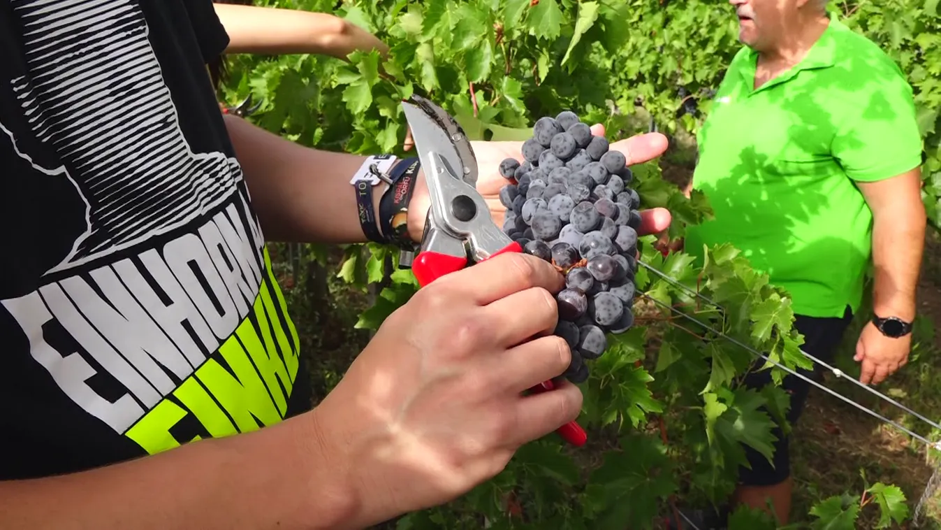 Radar - Szüretelő színészek