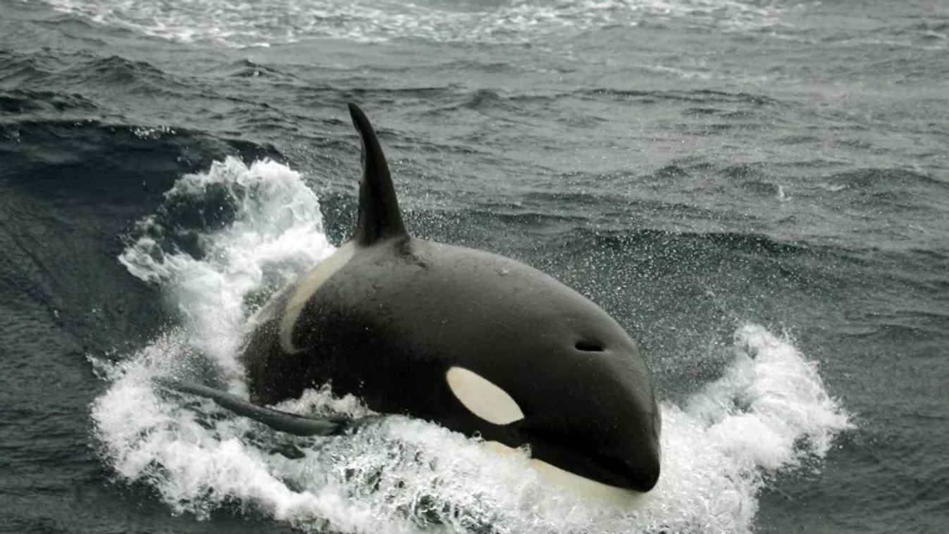 Gyilkos bálnák – BBC Travel Show