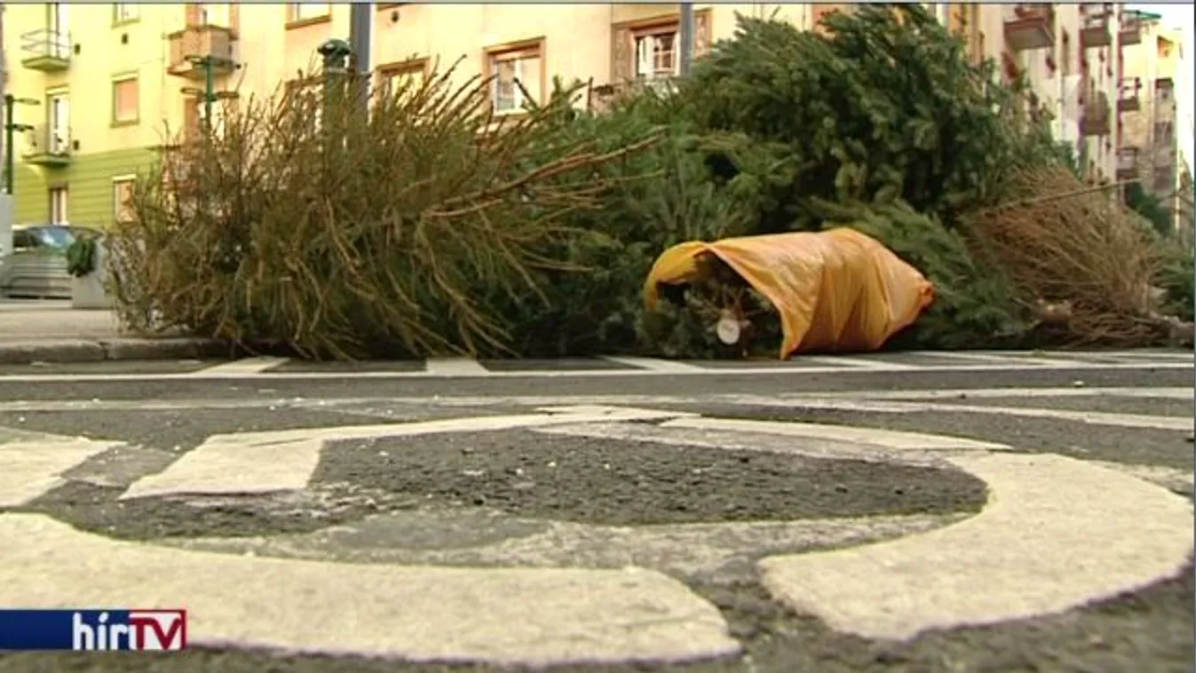 Hamarosan 5-600 ezer karácsonyfa kerül az utcára