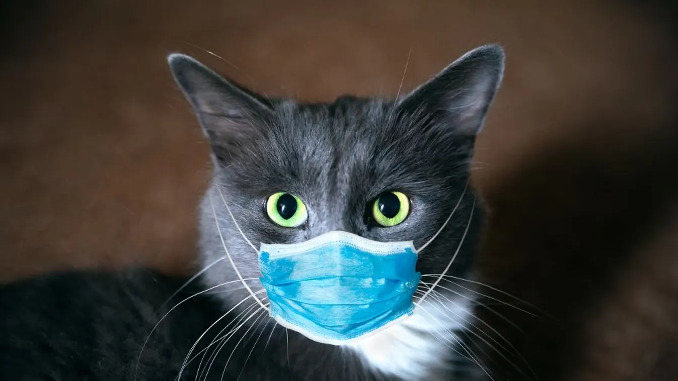 Koronavírusos lett egy macska Franciaországban