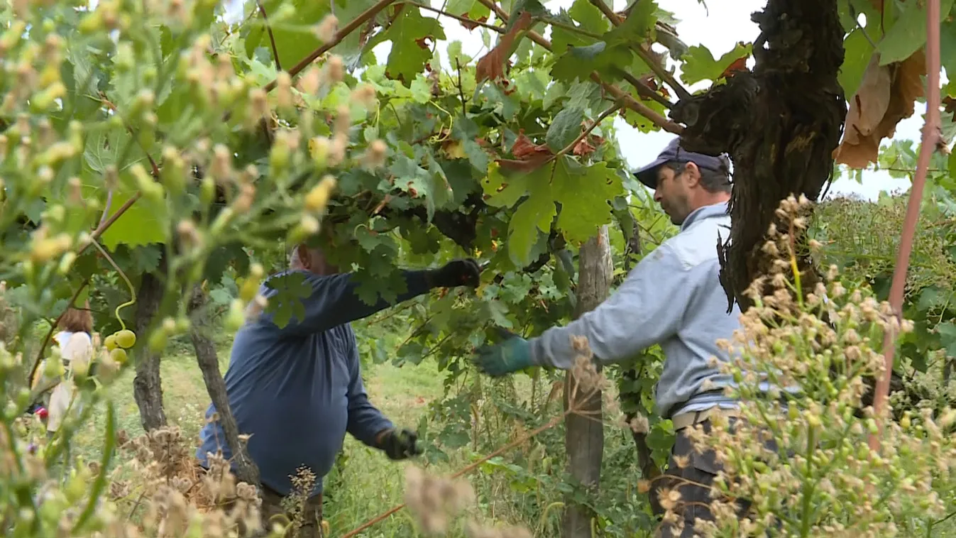 Megkezdődött a szüret a Soproni Borvidéken is