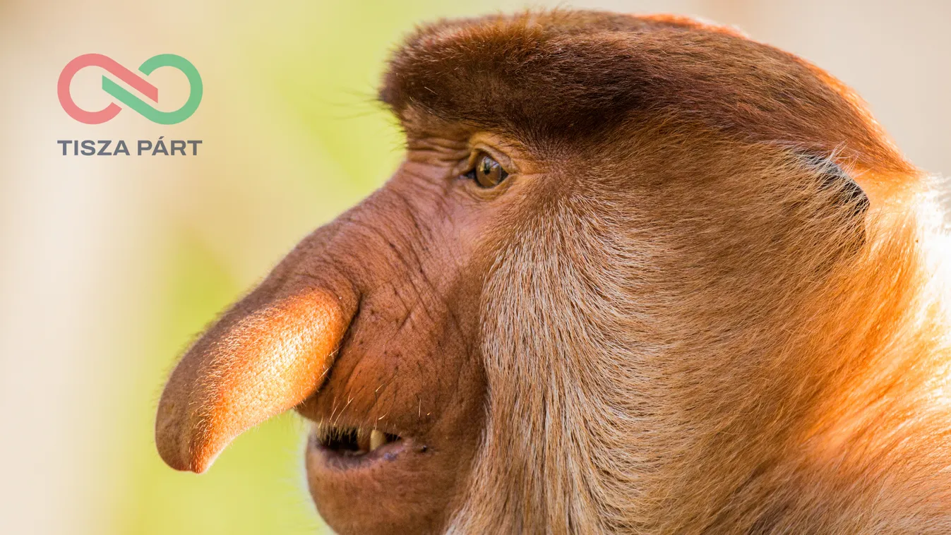 Magyar Péter többször is hazugságot állított Deutsch Tamás európai parlamenti munkájáról + videó