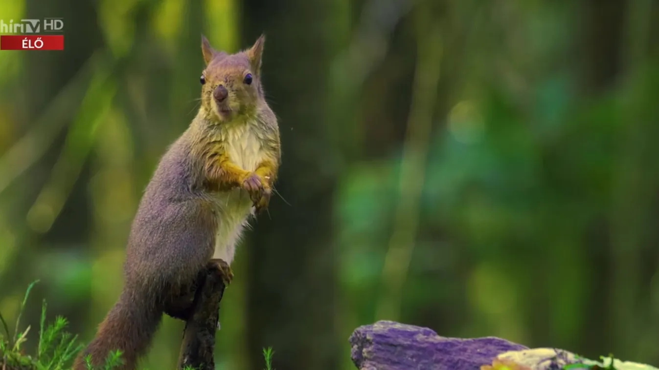 Napindító – Bakancsra fel! Útikönyv Szarvasra