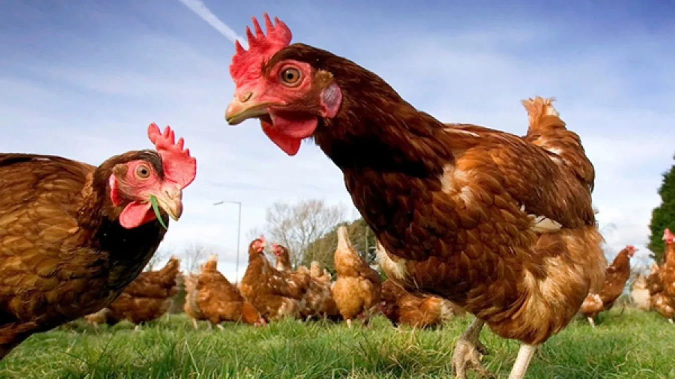 NÉBIH: Országszerte zártan kell tartani a baromfit