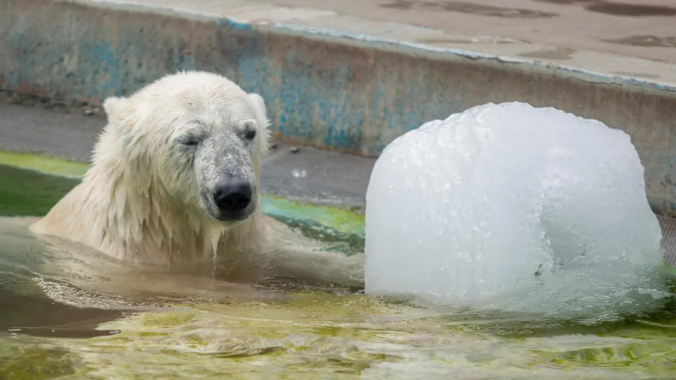 Mit kezdjenek a jegesmedvék a globális felmelegedéssel?