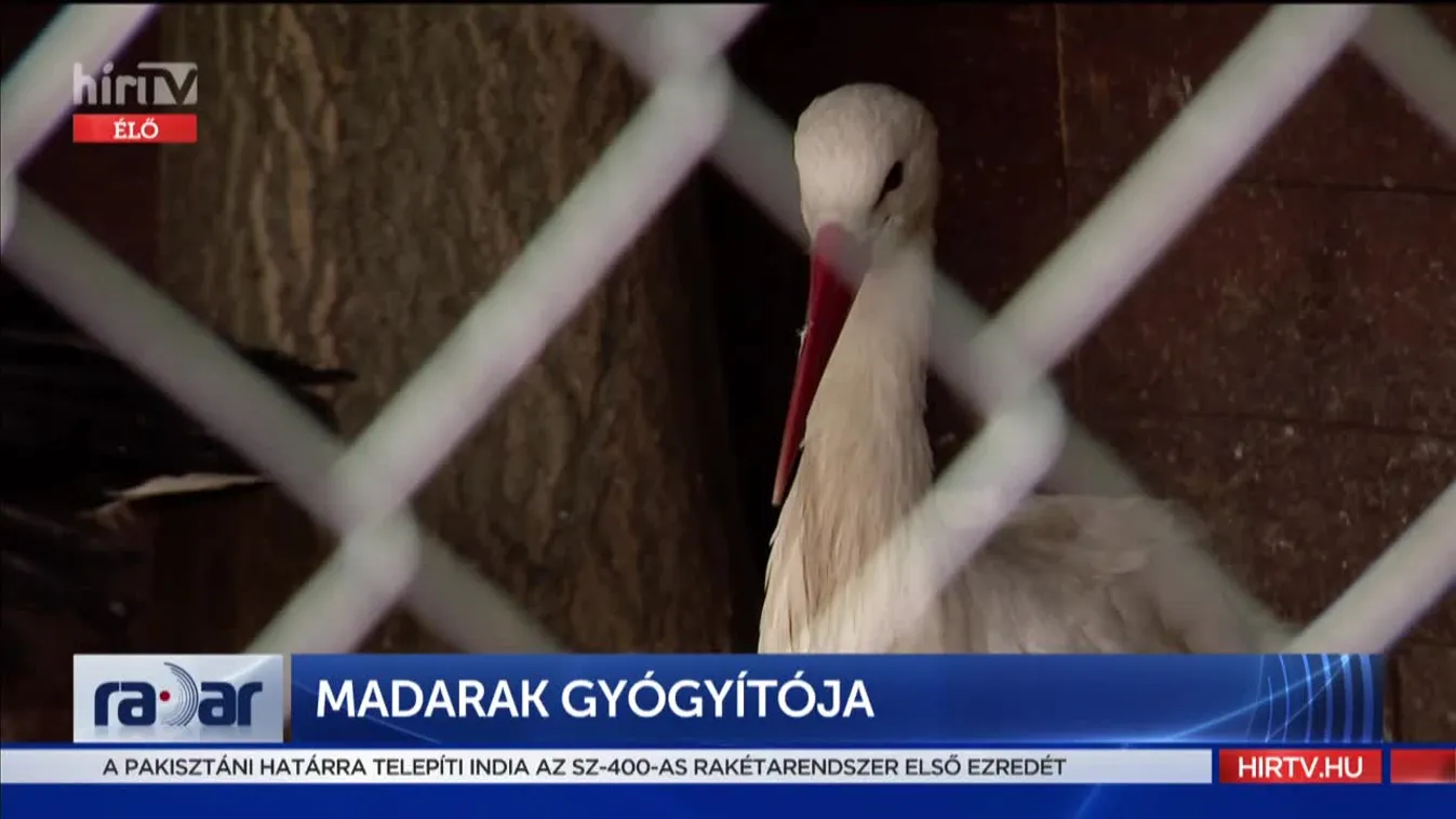 Radar: Madarak gyógyítója