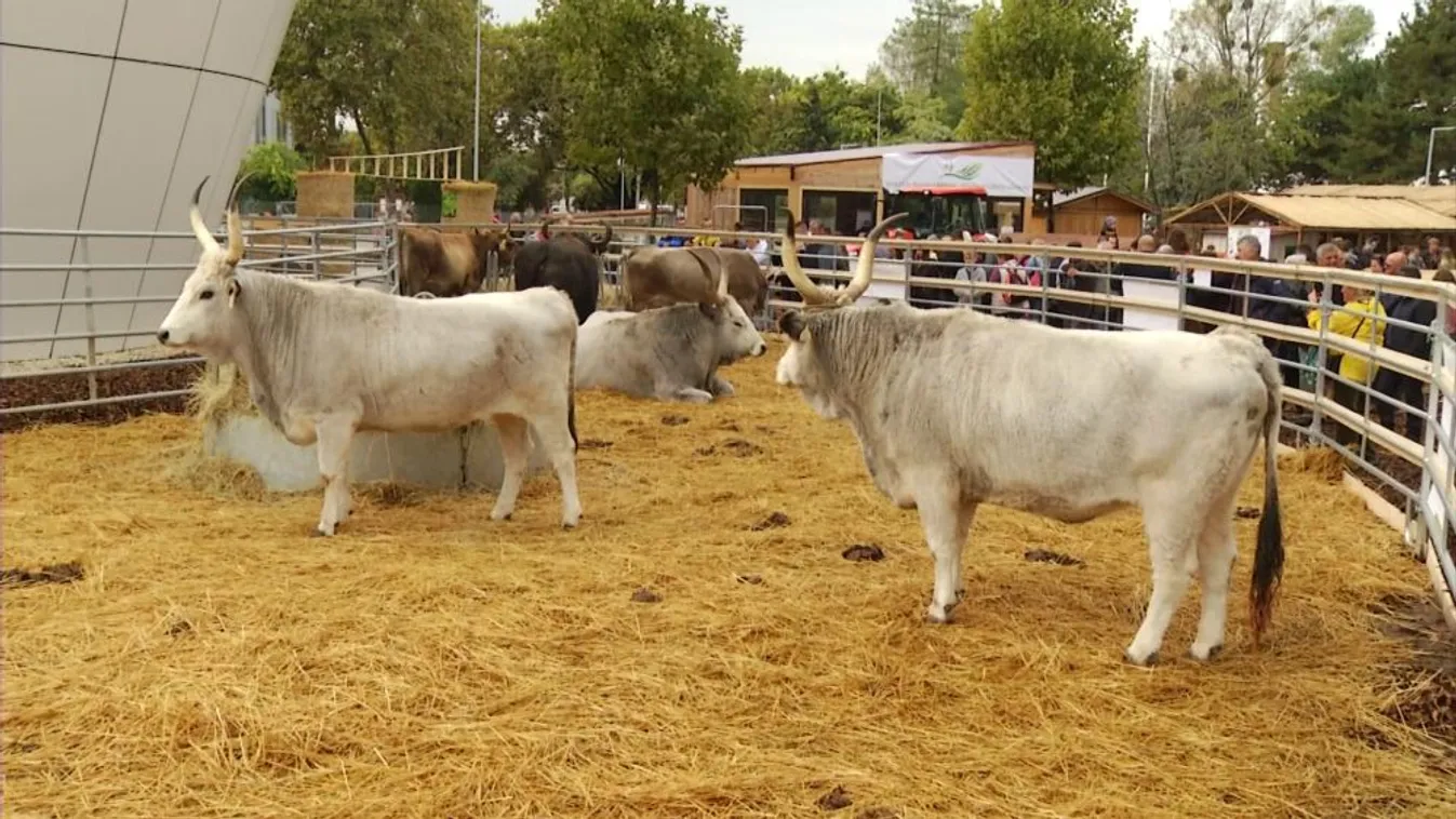 Soroló: A legjobb termelők