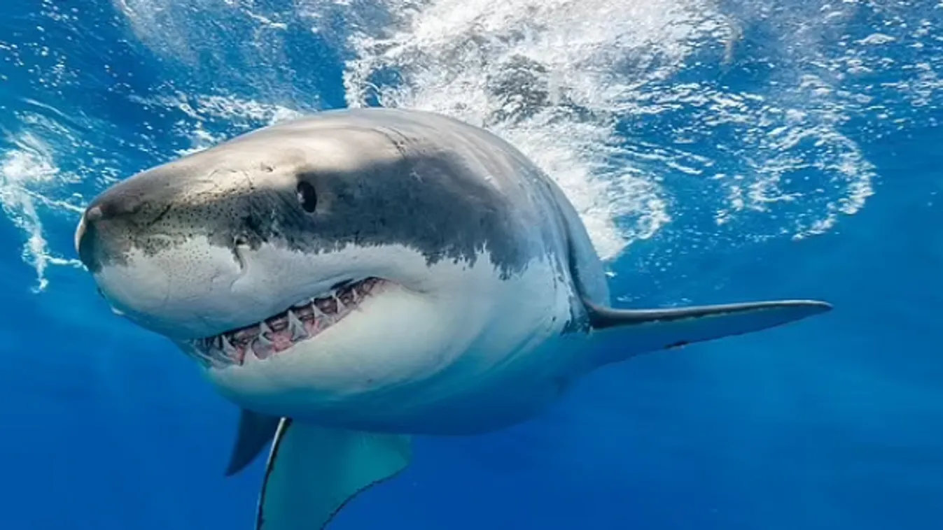 Tinédzser fiút ölt meg egy cápa Ausztrália partjainál