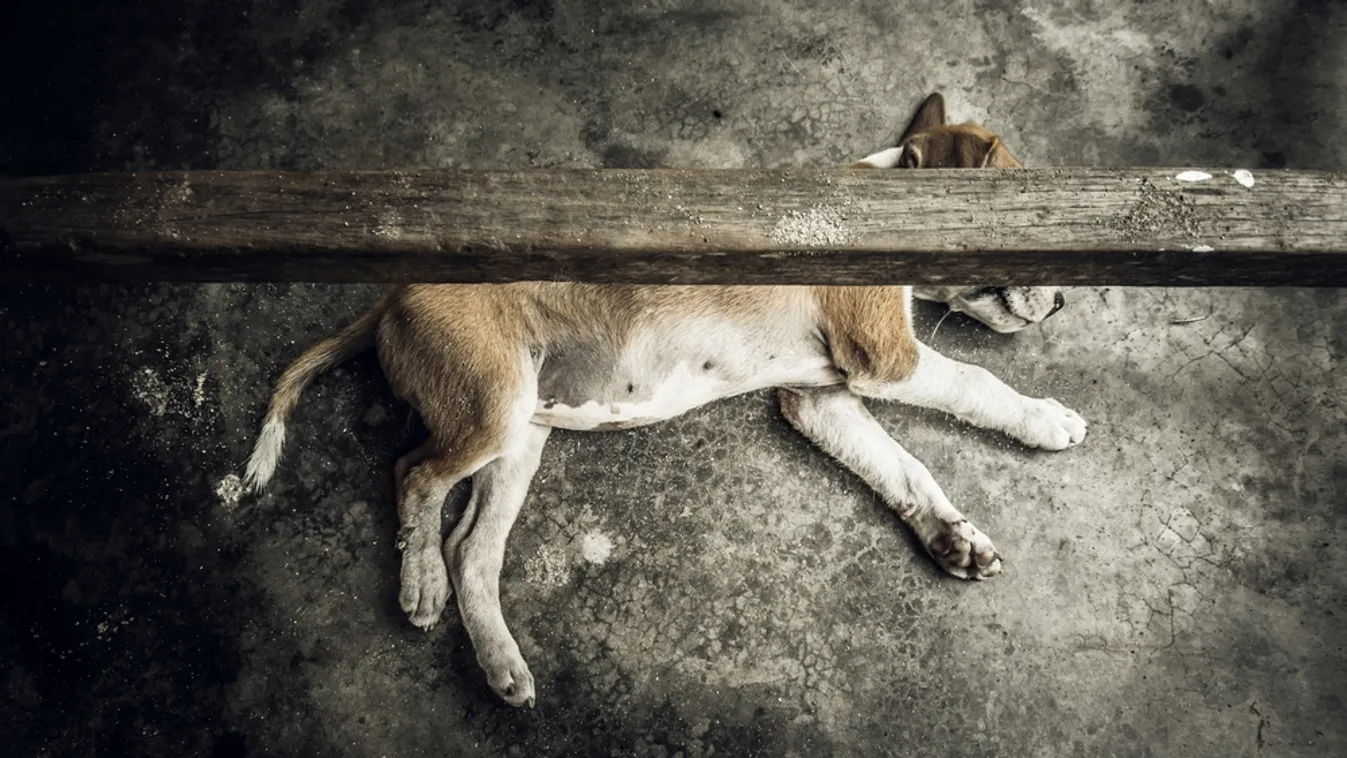 Állatkínzás miatt állítanak bíróság elé egy férfit