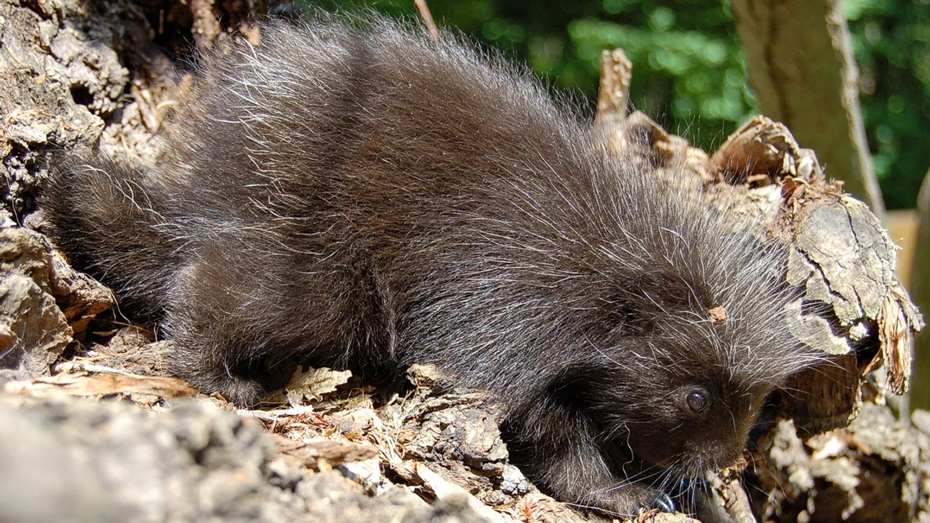 Virgonc egyre virgoncabb