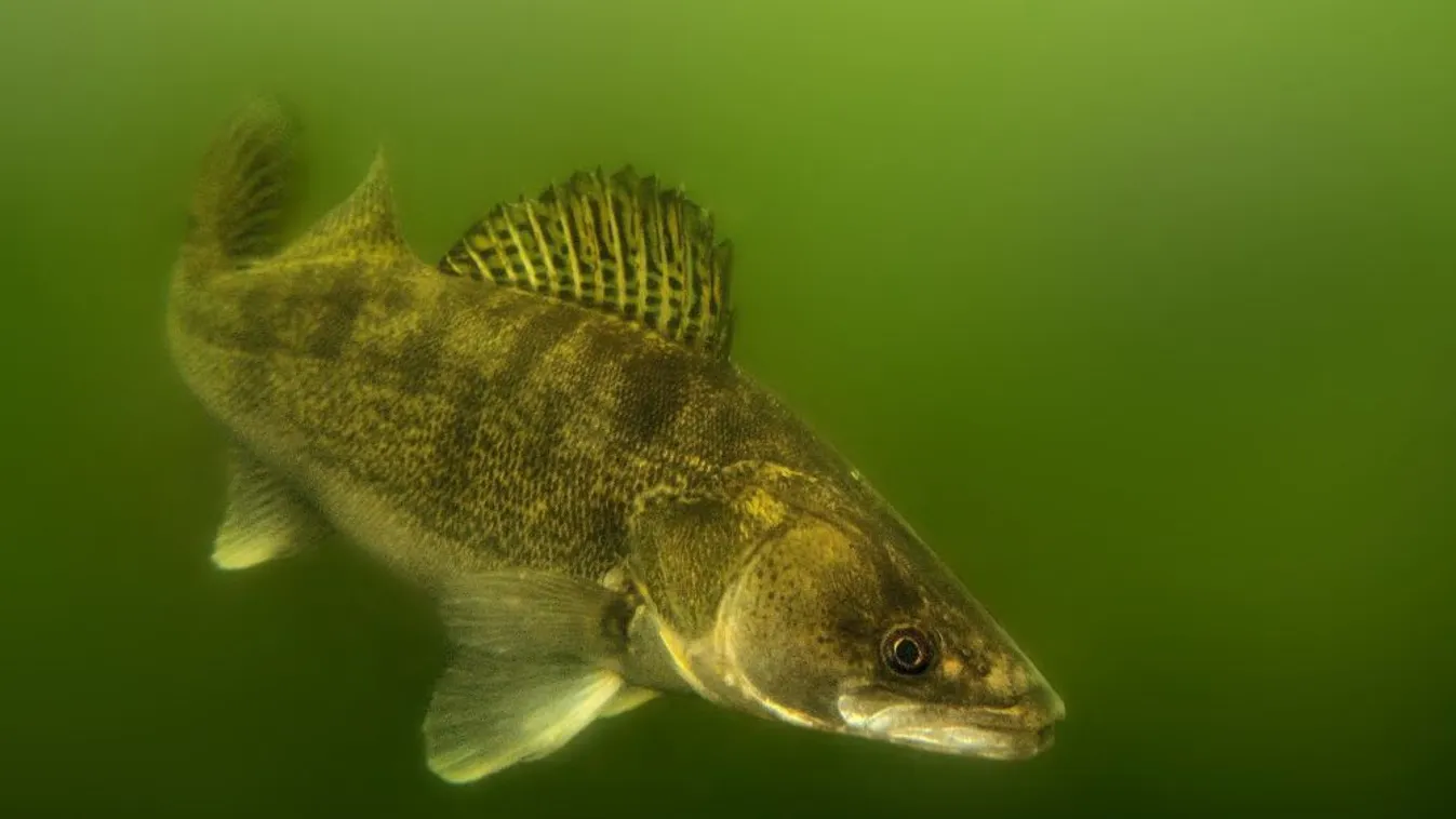 A süllő lett a 2020-as év hala