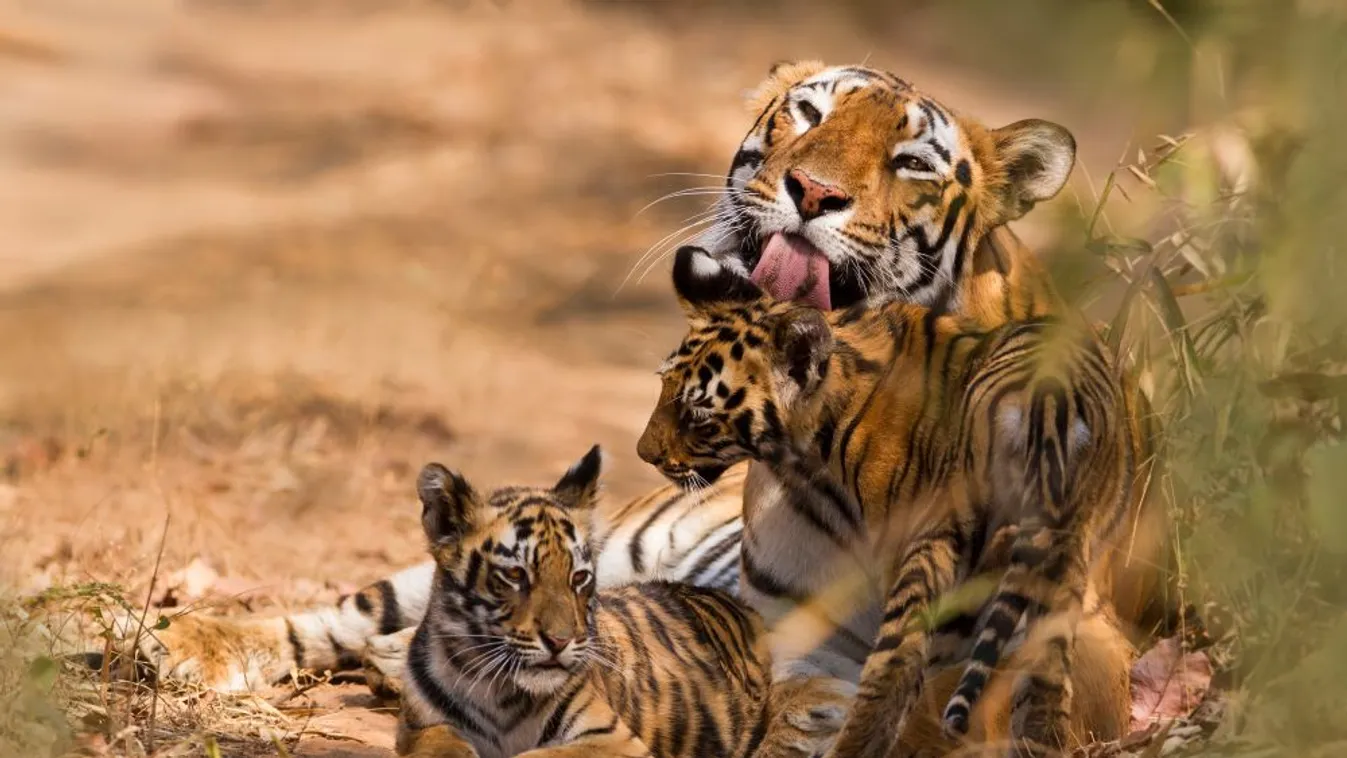 Több mint kétszeresére nőtt a tigrisek száma Indiában másfél évtized alatt