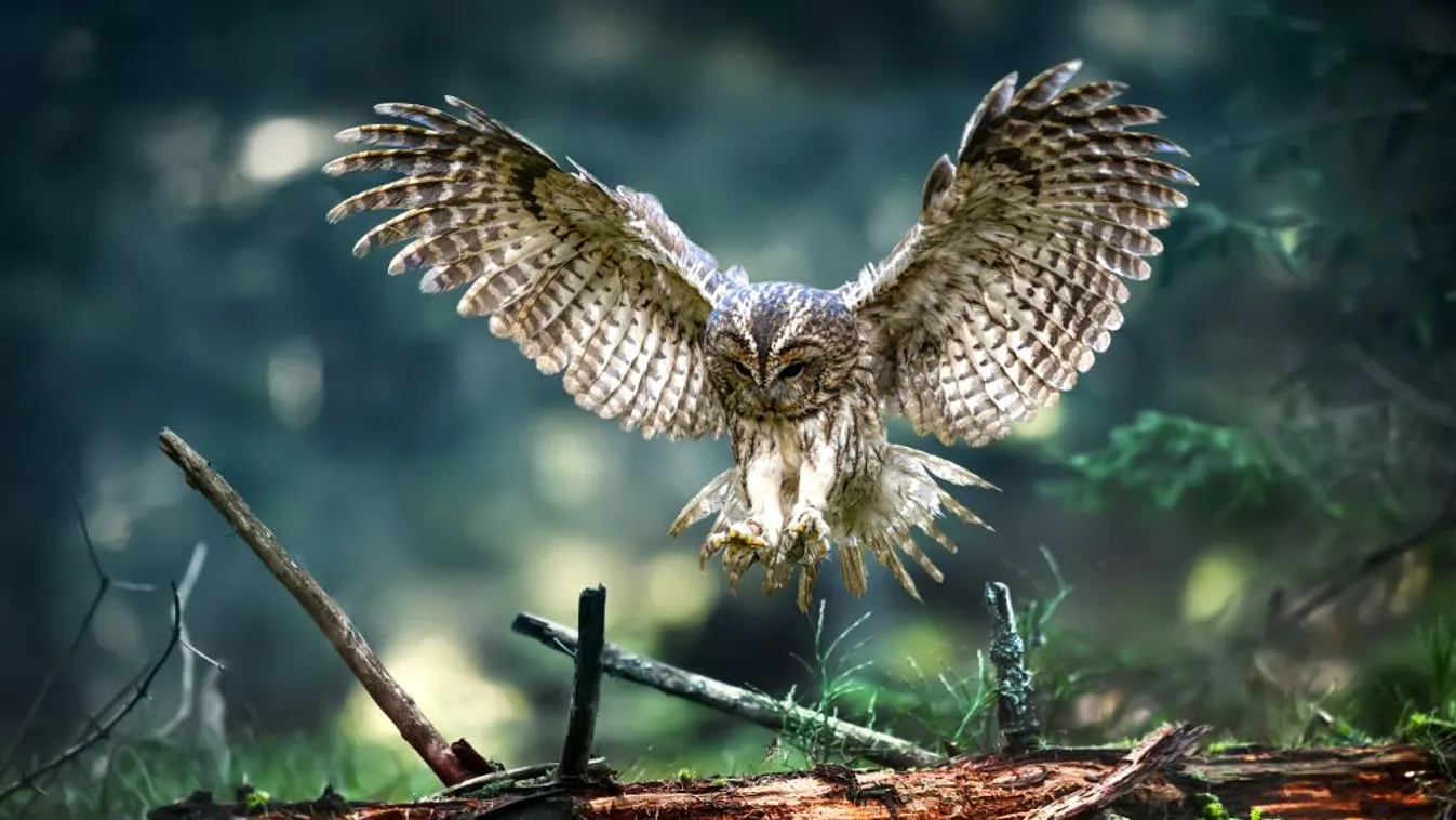 A hétvégén rendezik meg a 27. Európai Madármegfigyelő Napokat Magyarországon