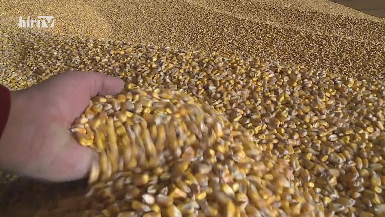 Soroló: A termény állapotának fenntartása és megóvása