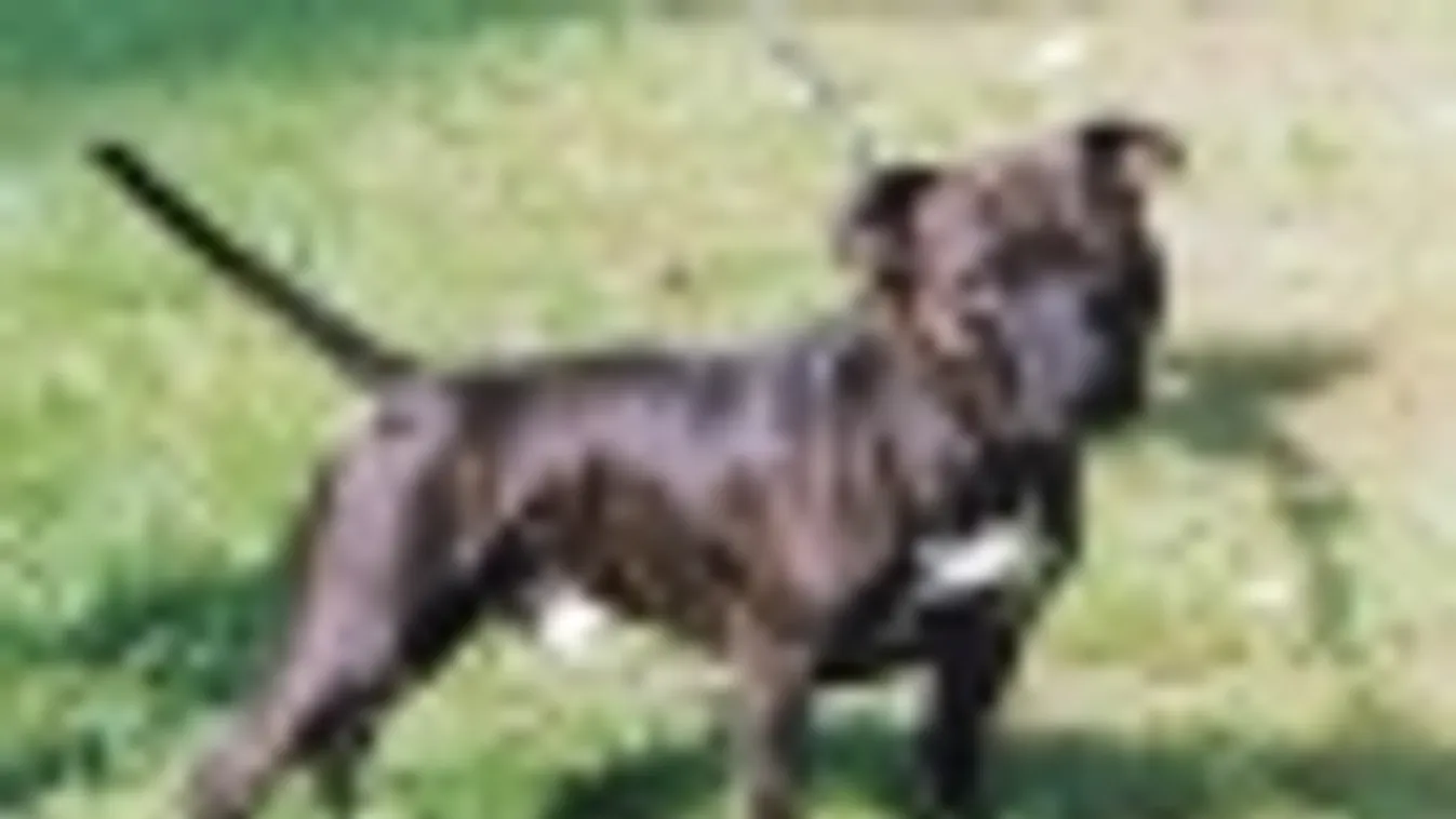 Ellopták a halálra ítélt kutyát