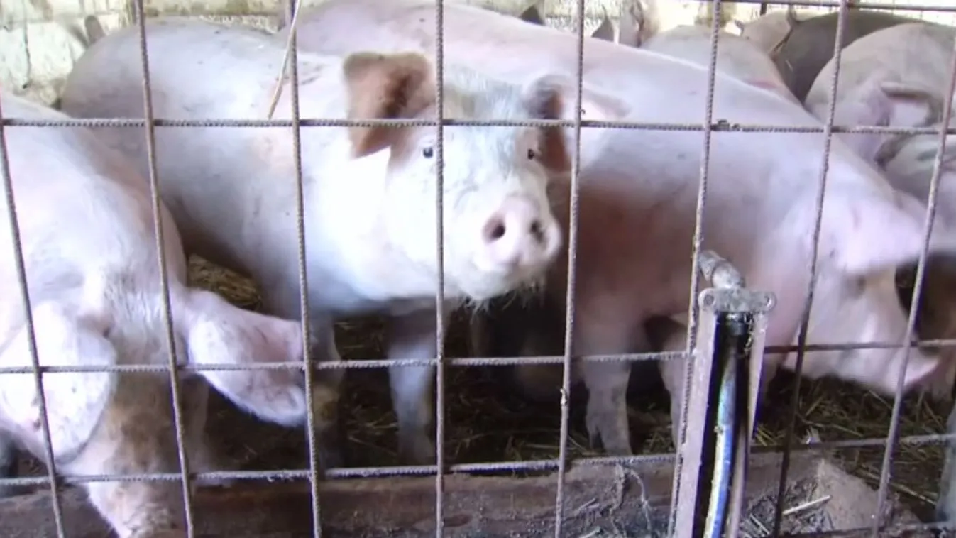 Románia az EB-től kér segítséget a sertéspestis megállítására