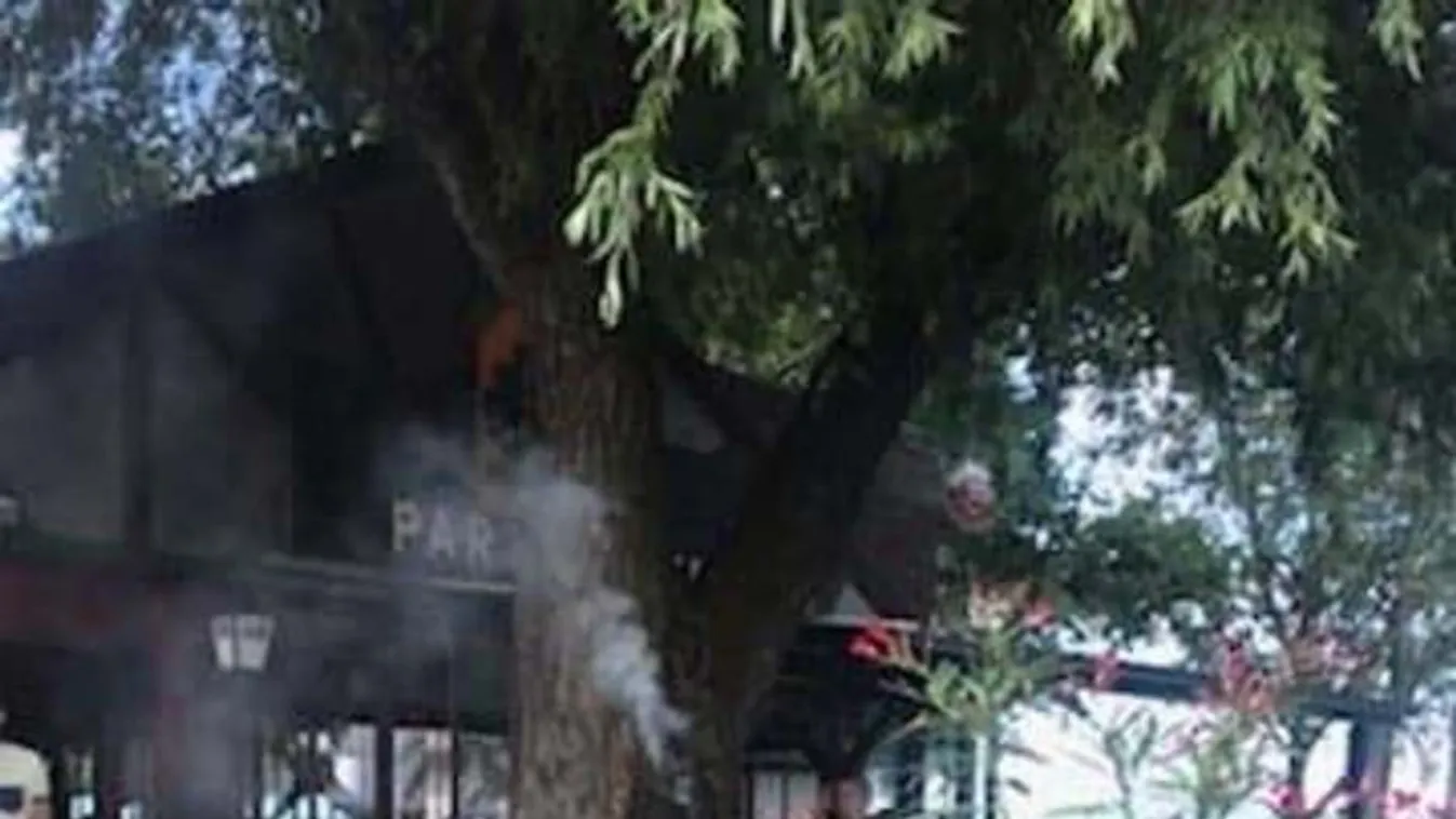 Hihetetlen! Belülről kezdett égni egy fa Siófokon