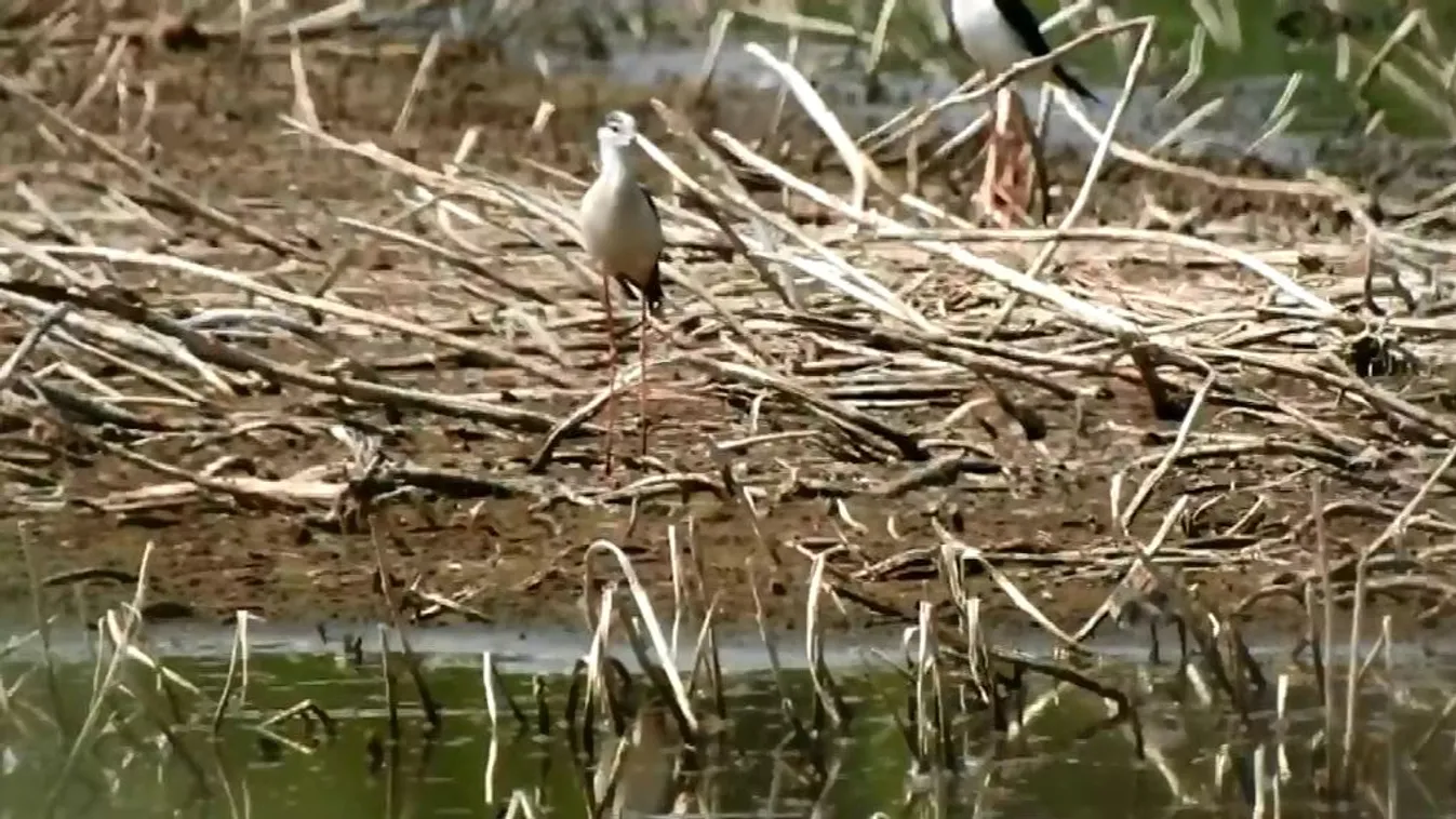 A gólyatöcs 2019-ben az év madara