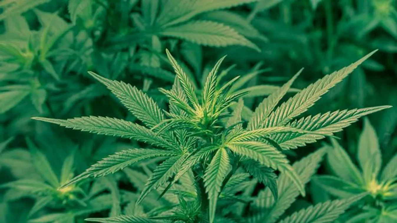 Csőtörés buktatta le a Kőbányai fűtermesztőt