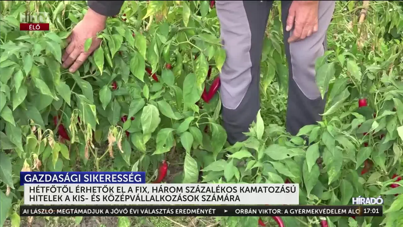 HÉTFŐTŐL ÉRHETŐK EL A FIX, HÁROM SZÁZALÉKOS KAMATOZÁSÚ HITELEK A KIS- ÉS KÖZÉPVÁLLALKOZÁSOK SZÁMÁRA