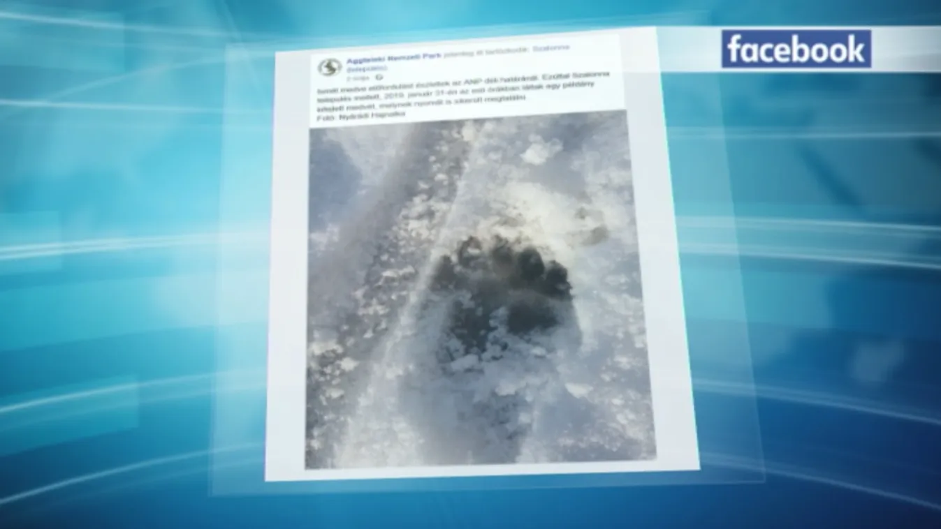 A farkasok után egy medve is feltűnt