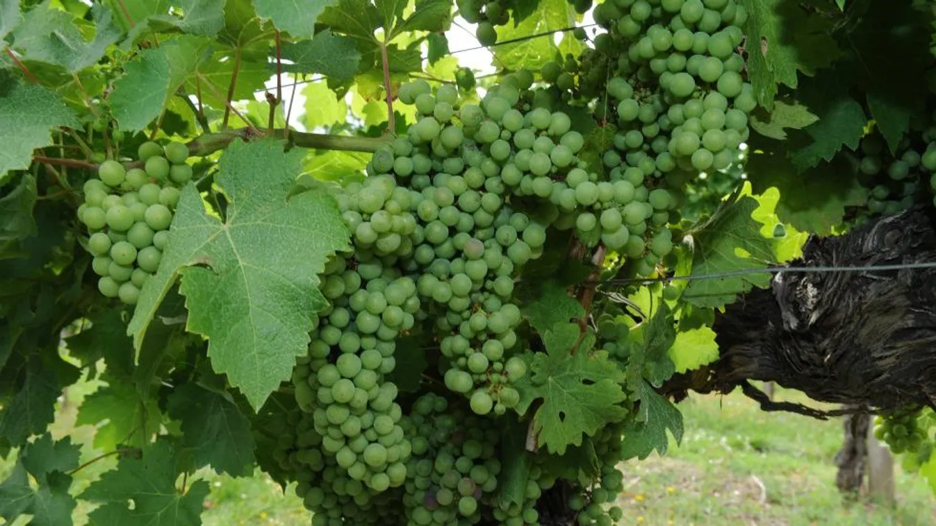 Idén örülnek a bortermelők