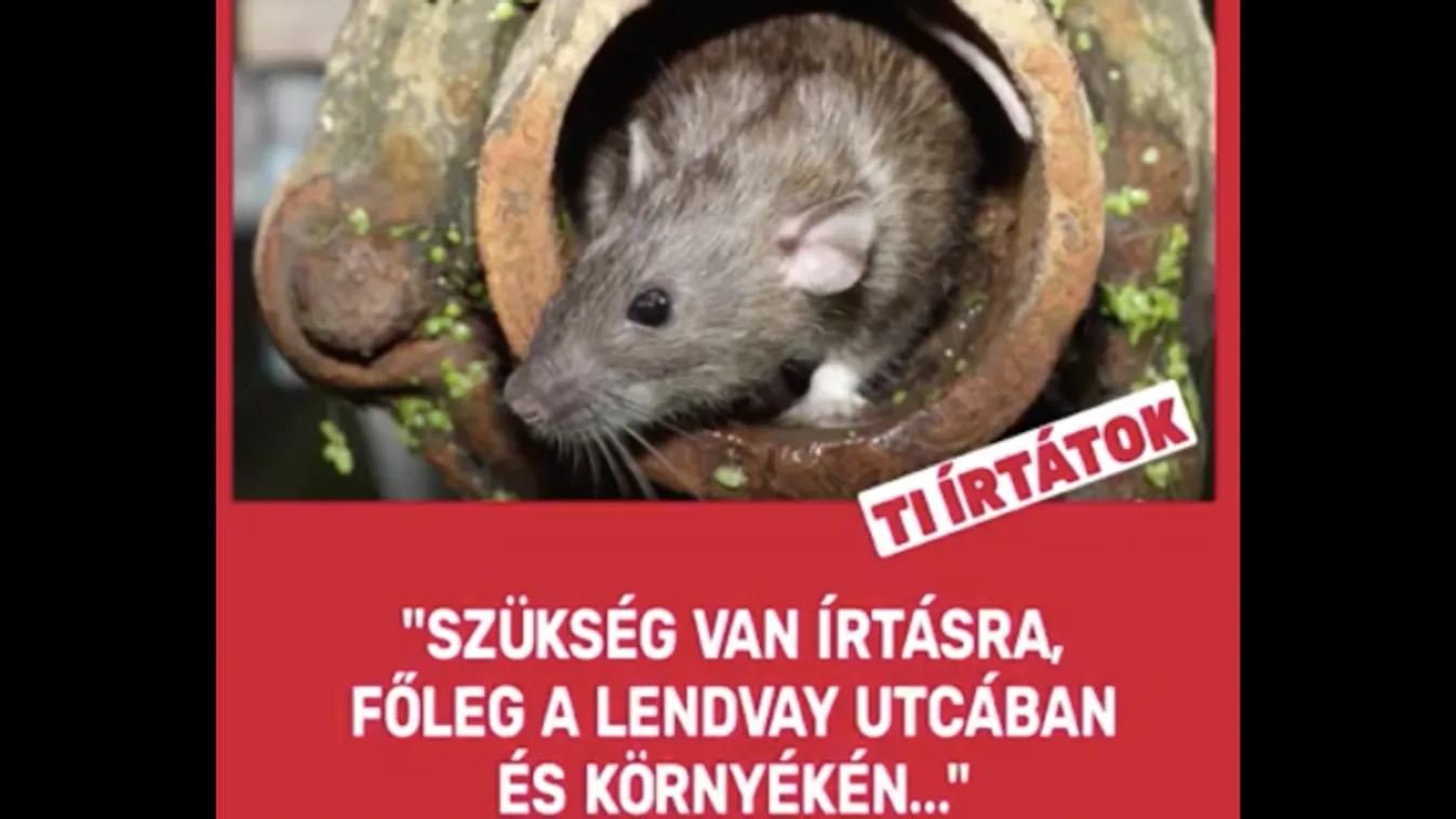Újabb patkányozós gyalázkodó videó került elő az MSZP-től